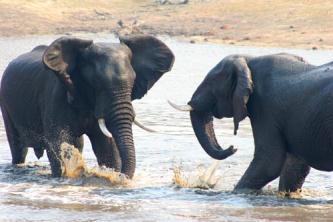 Ellies playing at the Greater Makalali Private Game Reserve.